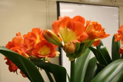 Showtable-10