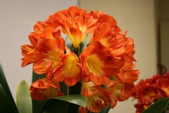 Showtable-11