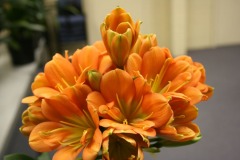 Showtable-13