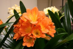 Showtable-2