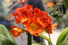 Showtable-7