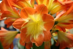 Showtable-8