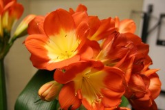Showtable-9