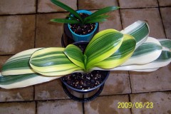 BL-Margin-Variegated-hybrid-