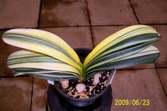 Chinese-Variegated-hybrid-1