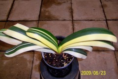 Chinese-Variegated-hybrid-2