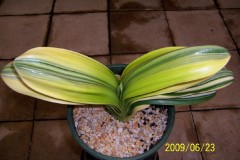 Dwarf-BL-Margin-Variegated-hybrid