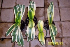 Margin-Variegated-hybrid-Gp-1