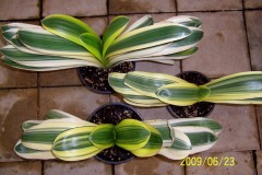 Margin-Variegated-hybrids-Gp-2