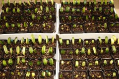 Variegated-hybrid-seedlings-02