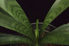 1-Tiger-variegation