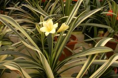 7-area-for-variegates