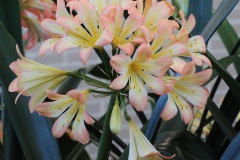 IMG_4321cs