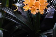 DSCN0366