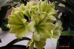 P1050824