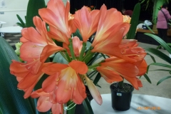 P1050826
