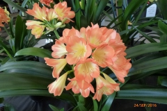 P1050881
