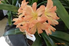 P1050883