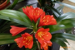 P1050896