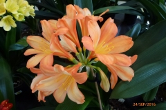 P1050898