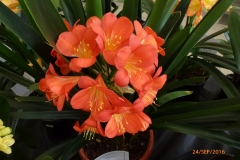 P1050900
