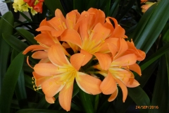 P1050904