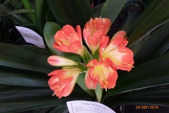 P1050906