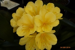 P1050908