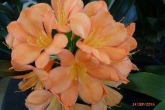 P1050915