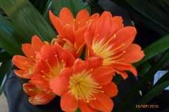 P1050917