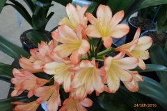 P1050921