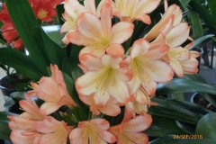 P1050922