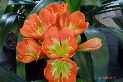 P1050924