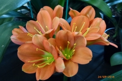 P1050926