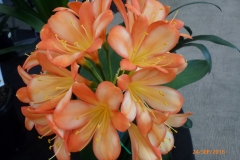 P1050934