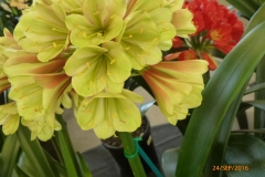 P1050936