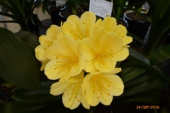 P1050939
