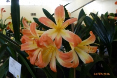 P1050947
