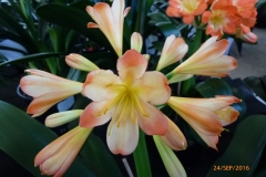 P1050949