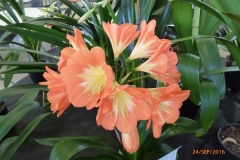P1050951
