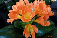 P1050953