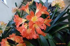 P1050955