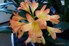 P1050959
