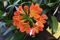 P1050963