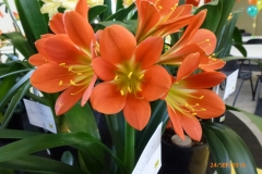 P1050964