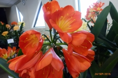 P1050966