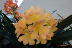 P1050971