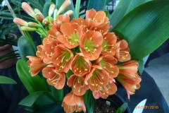 P1050973