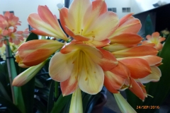 P1050977