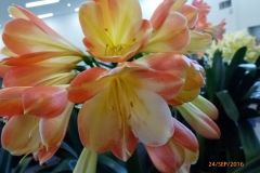 P1050978